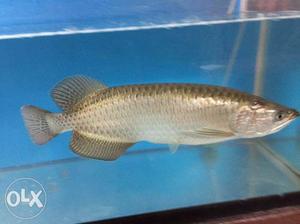 Purl fish15 inch healthy