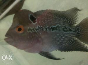 Purple And Gray Flowerhorn Fish