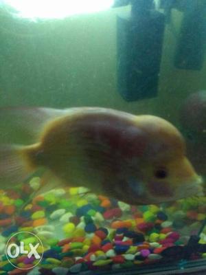 Read and yellow American breed floweron fish