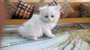 Real pic of persian kitten for sale in cash on delivery free