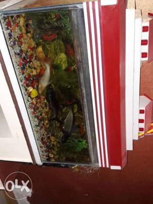 Rectangular Fish Tank With Red And White Frame