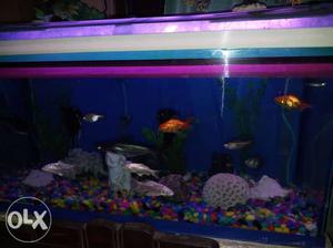 Rectangular Purple Frame Fish Tank