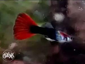 Red And Black Beta Fish