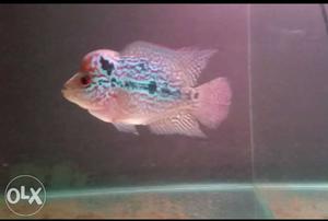 Red And White Flowerhorn Chiclid
