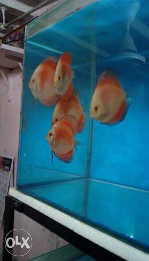Red Discus fish 3.5"& 4"