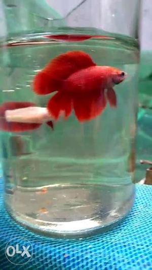 Red Double tail bettas for sale, Home bred
