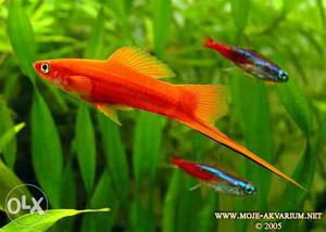 Red Swordtail Fish