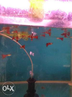 Red platinum guppy fish