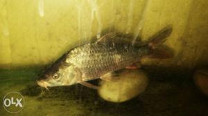 Red tail golden koi carp fish 6-6.5"