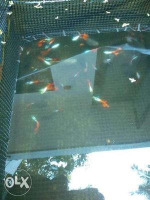 Red tail platinum guppy.breeding pair 200