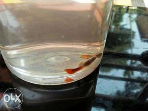 Red -white guppies for sale (a pair)