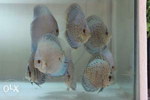 Shaol Of Discus Fish