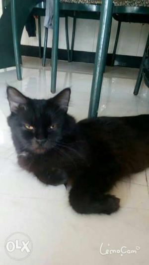 Siberian Breeded Persian Cat 7 months Female looking for new