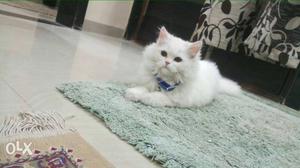Six month white persian female,semi punch,double