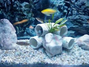 Small Yellow Pet Fish
