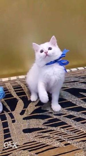 Snow white pure Persian healthy and active