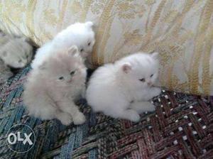 Three Gray And White Fur Kittens