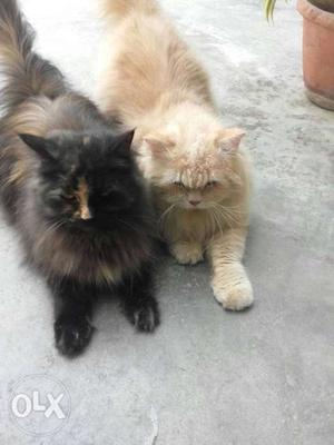 Two Orange And Black Persian Cats