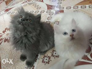 Two White And Gray Persian Cats