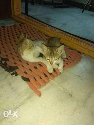 Two cute active kittens pets brought into our