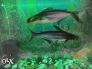 Urgent Two shark Fishe black 6inch