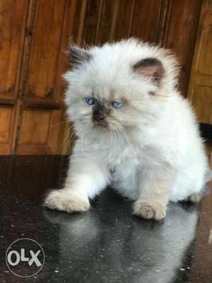 Urgent sale himalayan doll male blue eye kitten 3 mnth