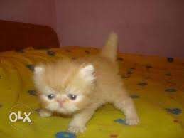Very cute semi punch face persian kitten for sale
