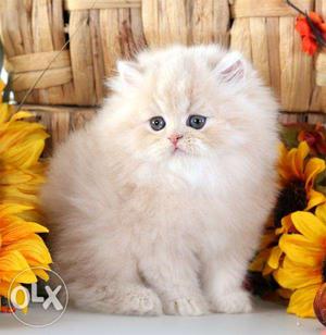 Very healthy cream shade persian kitten