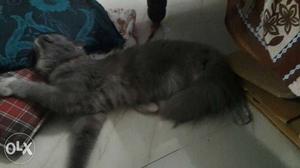 Want male Persion cat for mating