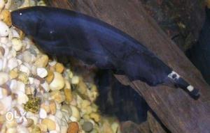 Want to sale black ghost feather fish.size