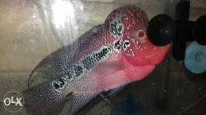 Want to sell 2 srd flowerhorns 6 inch + 3 inch.