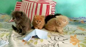 We buy and sale All colors Kittens available in Mumbai 