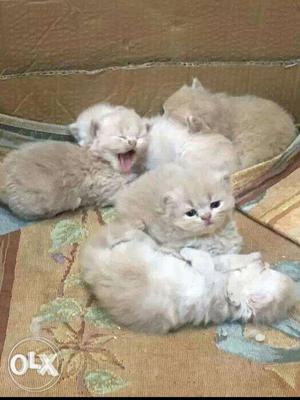 We buy and sale Cute persian Kittens available in Mumbai