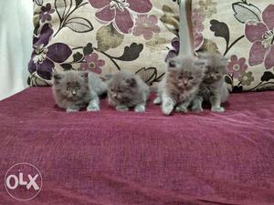 We buy and sale Persian cat available in Mumbai in all