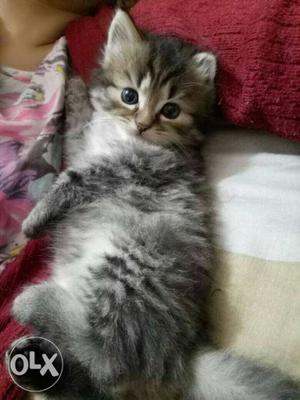 We buy and sale Persian kittens available  each