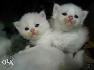 We buy and sale persian kittens in Mumbai Govandi