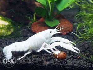 White Lobster