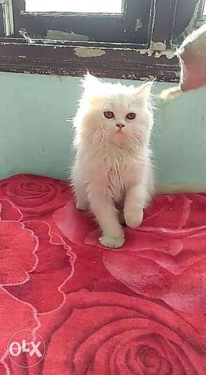 White Persian Cat kitten