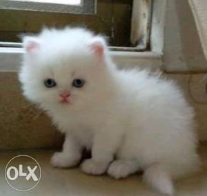 White Persian available Kitten for sale in Mumbai