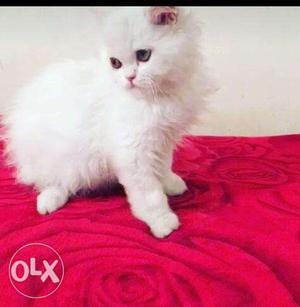 White Persian kitten available