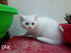 White colour female kitten.two months old