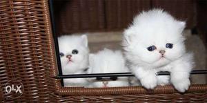 White kitten for sell contact me