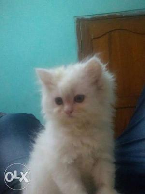 White odd eyed Persian female kitten