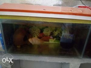 White orange parot fish with two fit aquarium