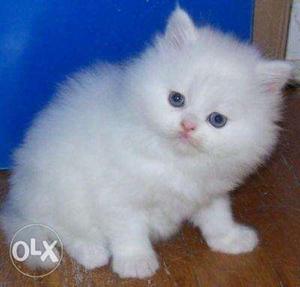 White parsian cat sell