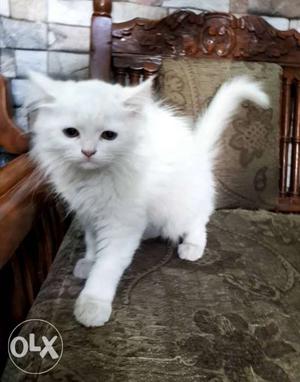 White persian kitten 3 months old female, urgent