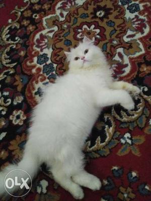 White persion female cat 1 yr old