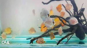 Yellow melon discus fish 5 pieces  rs only