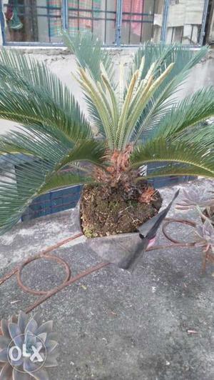Green Sago Palm Plant