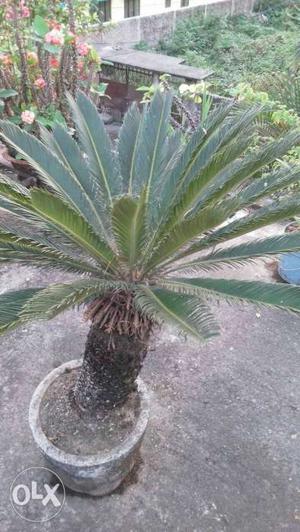 Round Gray Potted Sago Palm Plant